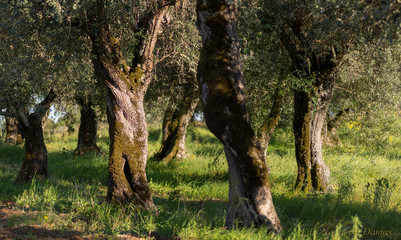 Olival em Portugal