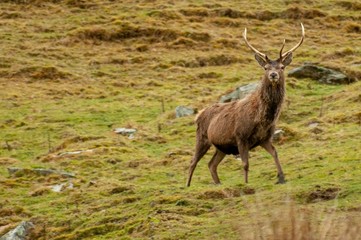Naklejka na ściany i meble Red Deer in the Scottish Highlands