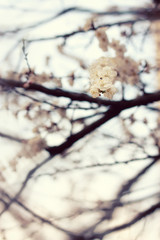 Flowers spring blossom trees branches white petals composition outdoors blurred background.