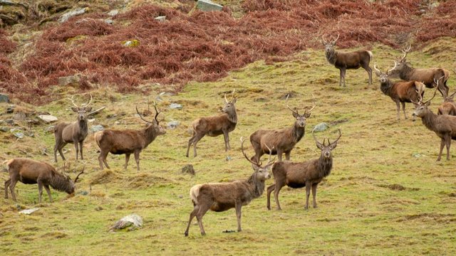 Red Deer in the Scottish Highlands - Powered by Adobe