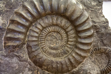 Spiral Ammonite fossil