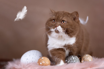 Kitten fängt Federn zu Ostern - Ostereier 