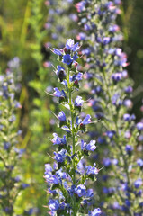 In the meadow in the grass blossom Echium vulgare