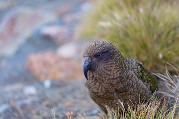 Wilder Kea Papagei in den Bergen in Neuseeland