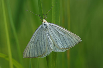 Siona lineata Hartheu-Spanner DE, NRW, Wuppertal 31.05.2014