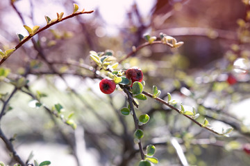 czerwone owoce na drzewie  wiosna gałąź