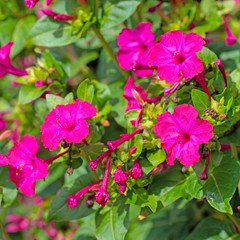 Blühende Wunderblume, Mirabilis jalapa