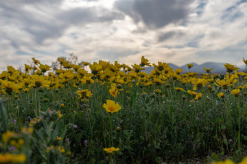 field of sunflowers and blue sky