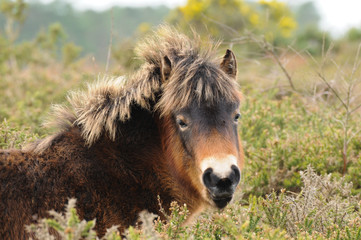 Solitary Dartmoor Pony