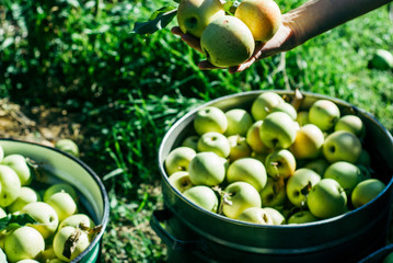picking apples in the garden