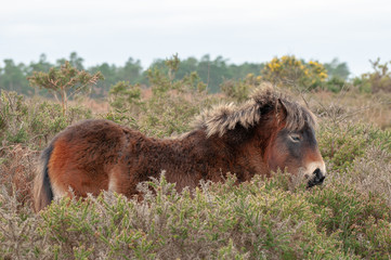 Solitary Dartmoor Pony