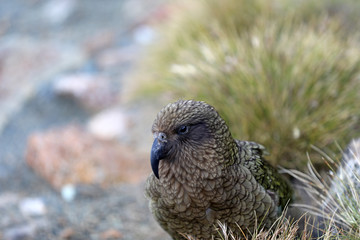 Wilder Kea Papagei in den Bergen in Neuseeland