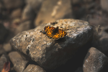 Butterfly landing on a rock