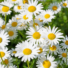 Blühende Wiesen-Margeriten, Leucanthemum