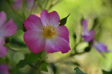 Rosa Canina, Wild Rose
