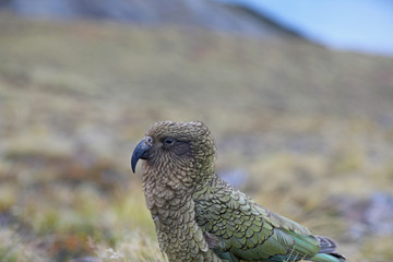 Wilder Kea Papagei in den Bergen in Neuseeland