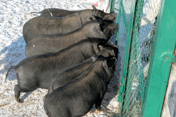 Black Vietnamese pigs on the farm