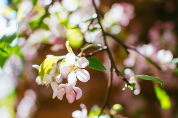 spring day, warm sun . branches of a flowering Apple tree. pink flowers in a blur, a blank for background