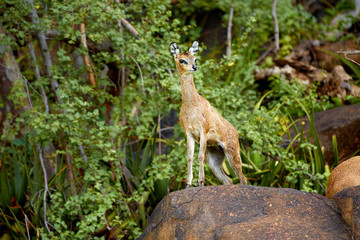 Klipspringer on a rock