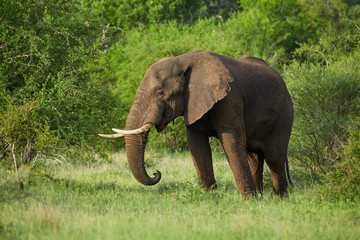Portrait of lonesome, African elephant