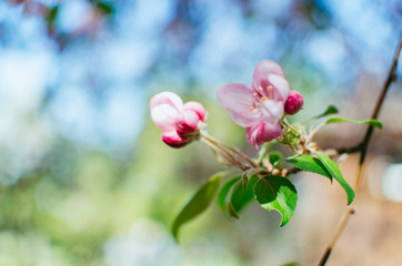 spring day, warm sun . branches of a flowering Apple tree. pink flowers in a blur, a blank for background