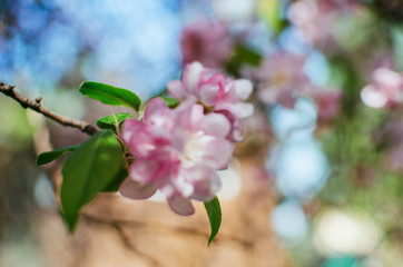 spring day, warm sun . branches of a flowering Apple tree. pink flowers in a blur, a blank for background
