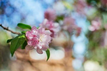 spring day, warm sun . branches of a flowering Apple tree. pink flowers in a blur, a blank for background