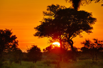 Sunrise at african savannah