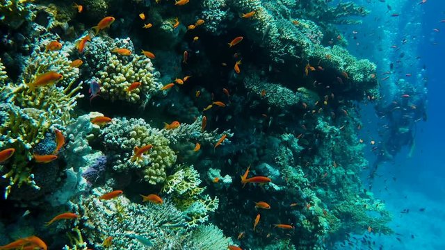 Underwater world, a huge flock of fish