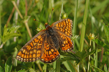 Euphydryas aurinia Goldener Scheckenfalter DE, RLP, Fuchskaute 06.06.2014