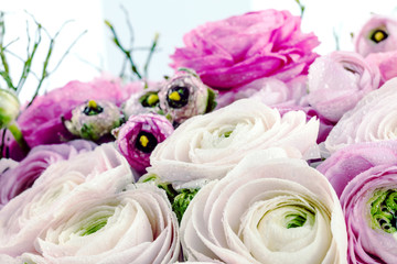 Persian buttercup. Bunch pale pink ranunculus flowers light background. Wallpaper, Horizontal photo 