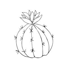 Hand drawn sketch cactus. Dessert flower vector illustration. Mexican pattern. Isolated handdraw  icon cactus