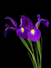Irises on a black background