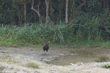 Chiloé Island - Chile