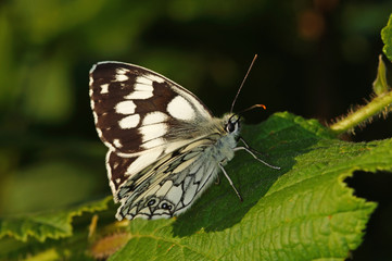 Melanargia galathea (LINNAEUS, 1758) Schachbrett DE, NRW, Bad Münstereifel 13.06.2014