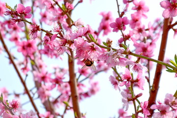 Fototapeta na wymiar Pink Blossom Bloom on Fruit Peach Tree Floral Portrait
