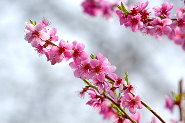 Pink Blossom Bloom on Fruit Peach Tree Floral Portrait