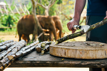 Preparing Snacks for Elephants in Chiang Mai, Thailand