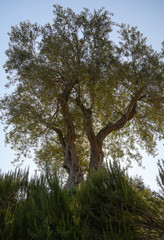 green olive tree