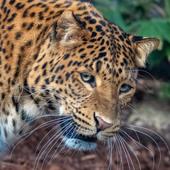 Fototapeta na wymiar Leopard, a beautiful panther, portrait