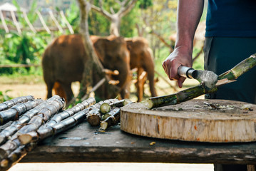 Preparing Snacks for Elephants in Chiang Mai, Thailand