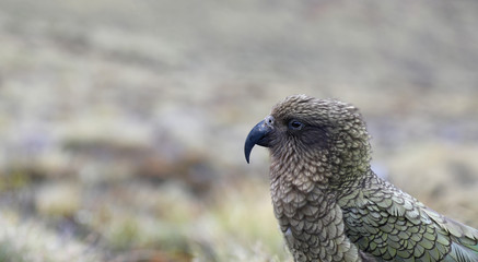 Wilder Kea Papagei in den Bergen in Neuseeland