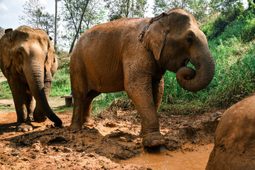 Fototapeta premium Elephants Playing in Mud in Chiang Mai, Thailand