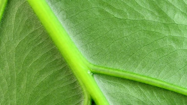 Yams leaf on a rotary table