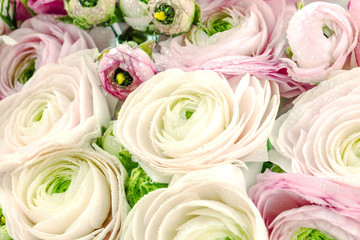 Persian buttercup. Bunch pale pink ranunculus flowers light background. Wallpaper, Horizontal photo 