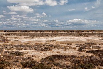 Wildebeest herd on the dry plains on their way to a waterhole in Etosha National Park in Namibia