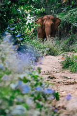 Fototapeta na wymiar Elephant Walking on Trail near Chiang Mai, Thailand