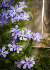 lilac flowers on the background of a wooden fence, spring