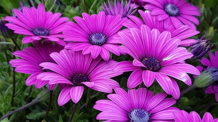 pink flowers in the garden