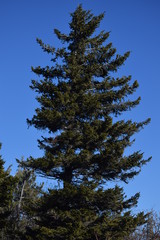 pine tree on background of blue sky